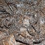 JOHN KALDOR - TOCCA CORDED LACE - FULL RANGE OF COLOURS