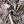 ANIMAL LEOPARD PRINT COTTON POPLIN THE DRESSMAKER FABRICS SUMMER FABRIC ECO