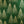CONTEMPORARY SNOWY CHRISTMAS TREES COTTON POPLIN  100% COTTON 150cm WIDE