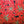 CHRISTMAS POINSETTIA  FESTIVE COLLECTION  100% COTTON 150cm WIDE