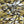 ANIMAL PRINT  VISCOSE JERSEY  98% VISCOSE 2% SPANDEX  145cm WIDE