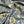 WILLIAM MORRIS
PIMPERNAL
FLORAL
DRESSMAKING
PIMA LAWN TANA LAWN
SUMMER LIGHTWEIGH FABRIC
THE DRESSMAKER FABRICS
