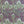 COTTON LAWN
THE DRESSMAKER FABRICS
PEACOCK FEATHERS
LIBERTY
DRESSMAKING SEWING SUMMER SPRING FABRIC