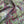 COTTON LAWN
THE DRESSMAKER FABRICS
PEACOCK FEATHERS
LIBERTY
DRESSMAKING SEWING SUMMER SPRING FABRIC
