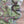 COTTON LAWN
THE DRESSMAKER FABRICS
PEACOCK FEATHERS
LIBERTY
DRESSMAKING SEWING SUMMER SPRING FABRIC