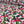 VERY BERRY 100% COTTON