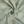 SEA SHELLS BY THE SEA SHORE - LINEN BLEND