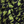 THE DRESSMAKER FABRICS 
MERCHANT & MILLS
HOUNDSTOOTH DOGTOOTH KHAKI GREEN SHERPA FUR 
WINTER FABRIC JACKET 