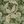 WILLIAM MORRIS ACANTHUS DIGITAL PRINTED VELVET. IVORY & SAGE. THE DRESSMAKER FABRICS. UPHOLSTRY CURTAINS FURNISHINGS