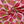SMALL FOLK JERSEY STRAWBERRYS FRUIT
STOF DENMARK
AVALANA COTTON JERSEY
THE DRESSMAKER FABRICS
KIDS STRETCH DIGITAL PRINT