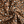 AMINAL LEAOPARD PRINT RUST 
FLAT DOUBLE GAUZE MUSLIN 
100% COTTON
THE DRESSMAKER FABRICS