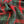 RED & GREEN CHECK - WOOL BLEND