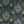 EMMA SHIPLEY - SILVERBACK VELVET FABRIC - CHARCOAL