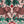 EMMA SHIPLEY - ZAMBEZI VELVET FABRIC - PINK